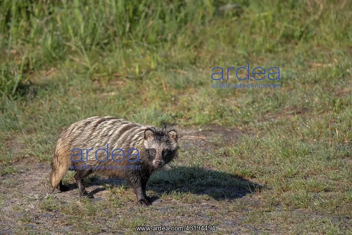 : Raccoon dog (Nyctereutes procyonoides), Lusatia : Raccoon dog (Nyctereutes procyonoides), Lusatia
