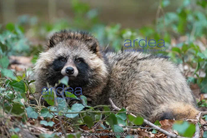 : Raccoon Dog (Nyctereutes procyonoides), lying : Raccoon Dog (Nyctereutes procyonoides), lying