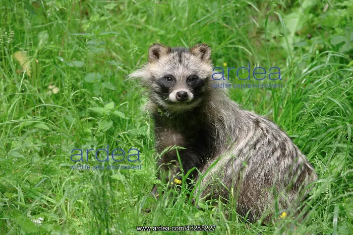 : Raccoon dog (Nyctereutes procyonoides) in a meadow : Raccoon dog (Nyctereutes procyonoides) in a meadow
