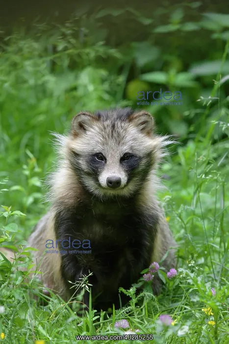 : Raccoon dog (Nyctereutes procyonoides) in a meadow : Raccoon dog (Nyctereutes procyonoides) in a meadow
