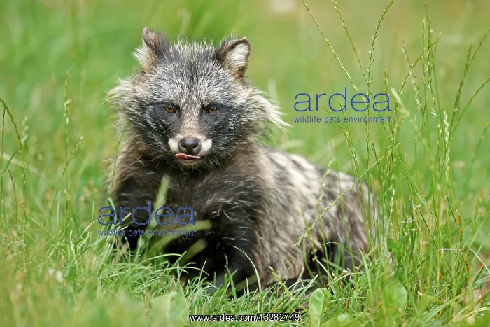 : Raccoon dog (Nyctereutes procyonoides) Old animal : Raccoon dog (Nyctereutes procyonoides) Old animal