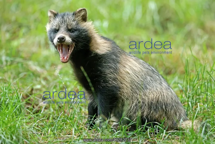 : Raccoon dog (Nyctereutes procyonoides) Puppy lying : Raccoon dog (Nyctereutes procyonoides) Puppy lying