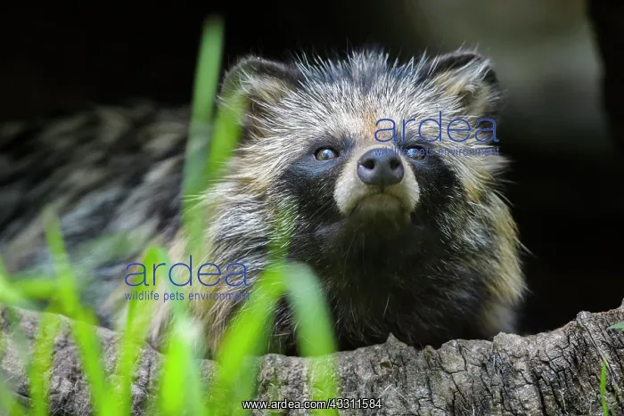 : Raccoon Dog (Nyctereutes procyonoides), sitting : Raccoon Dog (Nyctereutes procyonoides), sitting