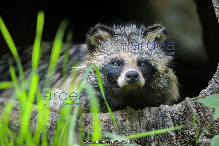 : Raccoon Dog (Nyctereutes procyonoides), sitting : Raccoon Dog (Nyctereutes procyonoides), sitting