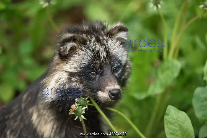 : Raccoon Dog (Nyctereutes procyonoides). Sk ones : Raccoon Dog (Nyctereutes procyonoides). Sk ones