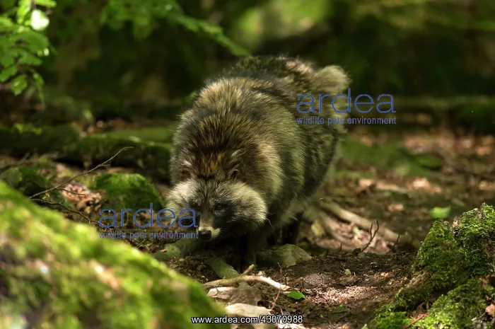 : Raccoon Dog (Nyctereutes procyonoides). Sk ones : Raccoon Dog (Nyctereutes procyonoides). Sk ones