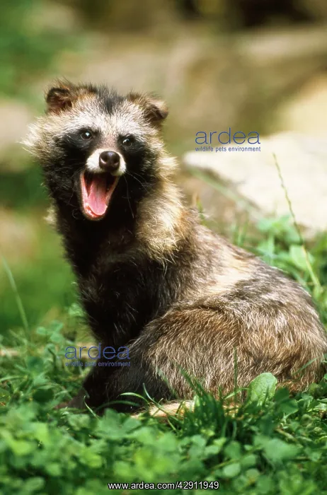 : Raccoon Dog - young : Raccoon Dog - young
