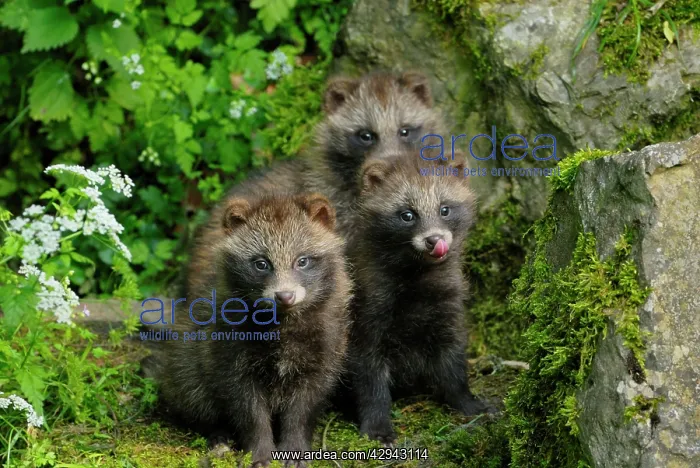 : Raccoon dog - three young ones : Raccoon dog - three young ones
