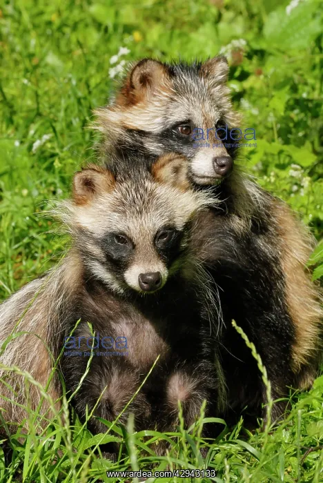 : Raccoon dogs : Raccoon dogs
