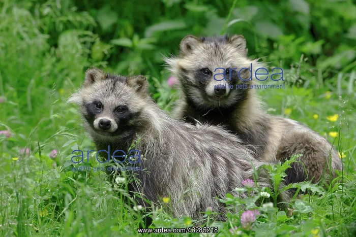 : Raccoon dogs (Nyctereutes procyonoides) in a meadow : Raccoon dogs (Nyctereutes procyonoides) in a meadow