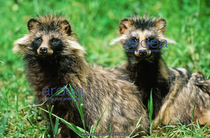 : RACCOON DOGS - x two sitting, facing camera : RACCOON DOGS - x two sitting, facing camera