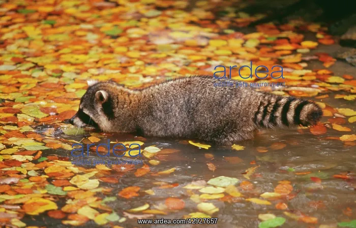: RACCOON - drinking : RACCOON - drinking