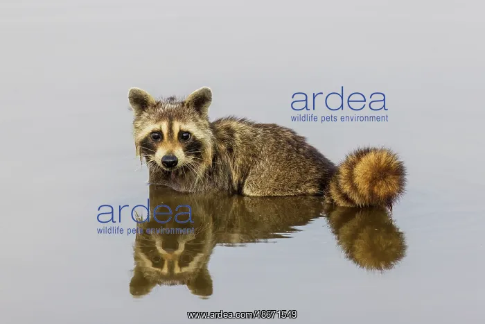 : Raccoon feeding in wetland, Marion County, Illinois : Raccoon feeding in wetland, Marion County, Illinois