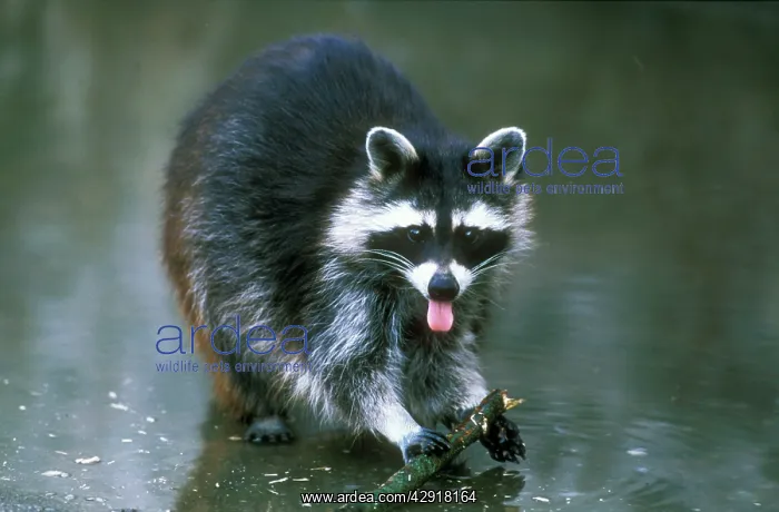 : Raccoon - foraging for food : Raccoon - foraging for food