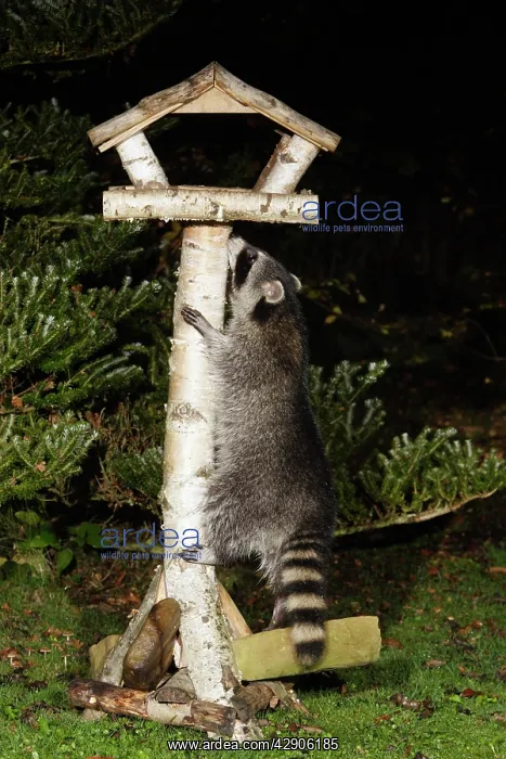 : Raccoon - In garden at night, climbing bird feeding : Raccoon - In garden at night, climbing bird feeding