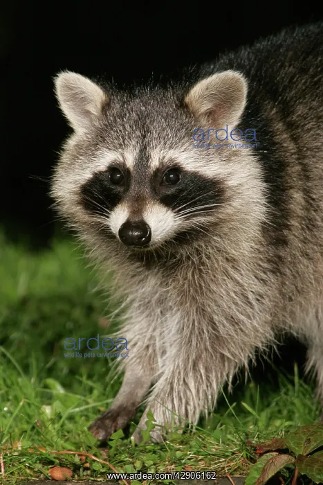: Raccoon - In garden at night, searching for food in autumn : Raccoon - In garden at night, searching for food in autumn
