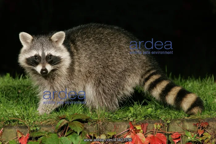 : Raccoon - In garden at night, searching for food in autumn : Raccoon - In garden at night, searching for food in autumn