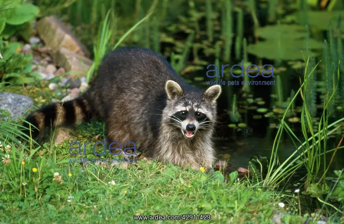 : Raccoon - at garden pond : Raccoon - at garden pond