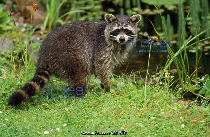 : Raccoon - at garden pond : Raccoon - at garden pond