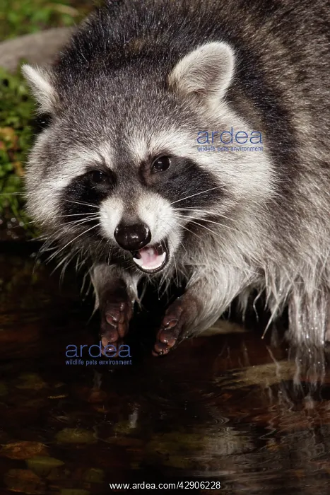 : Raccoon - In garden pond at night, eating food, autumn : Raccoon - In garden pond at night, eating food, autumn