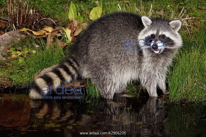 : Raccoon - In garden pond at night, searching for : Raccoon - In garden pond at night, searching for