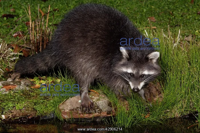 : Raccoon - At garden pond, night time, searching : Raccoon - At garden pond, night time, searching