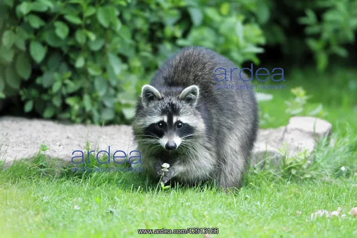 : Raccoon - in garden searching for food : Raccoon - in garden searching for food