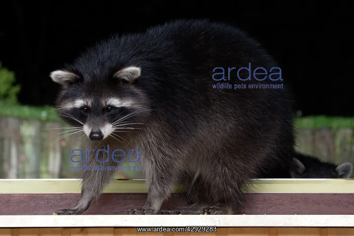 : RACCOON - on house window waiting to be fed : RACCOON - on house window waiting to be fed