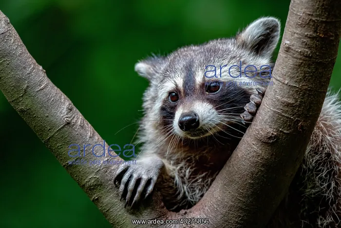  : A raccoon looking through a branch fork, North Rhine-Westpha