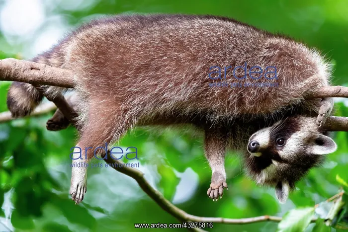 : A raccoon looks interested from its sleeping place : A raccoon looks interested from its sleeping place