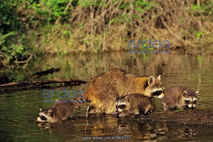 : Raccoon - mother with young : Raccoon - mother with young