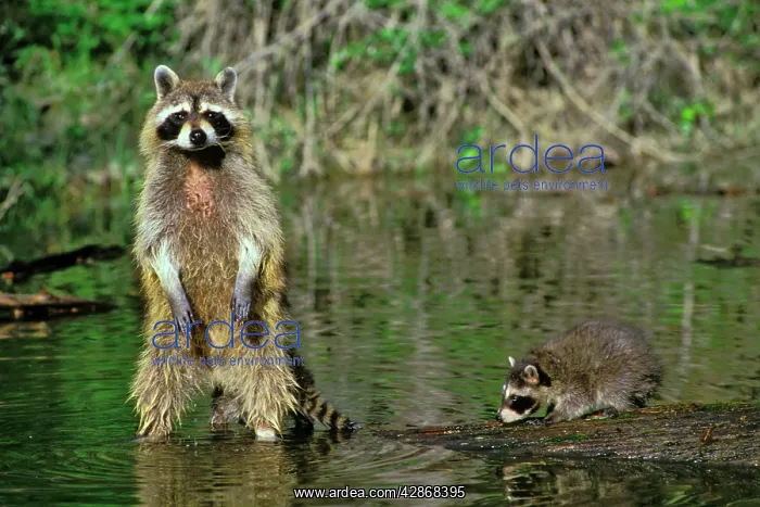 : Raccoon - mother with young : Raccoon - mother with young
