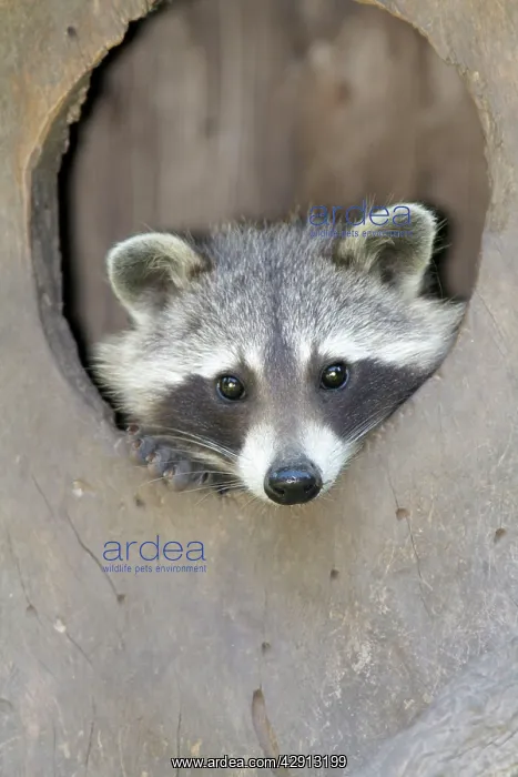 : Raccoon - peering out of entrance to den : Raccoon - peering out of entrance to den