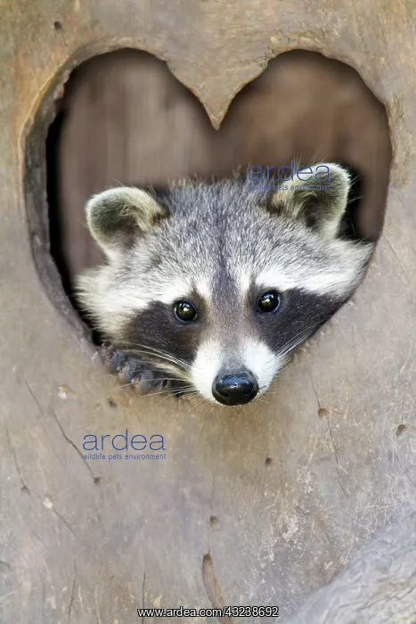 : Raccoon - peering out of entrance to den : Raccoon - peering out of entrance to den