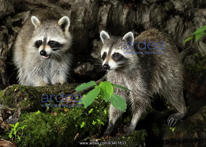  : Raccoon, Pennsylvania, USA