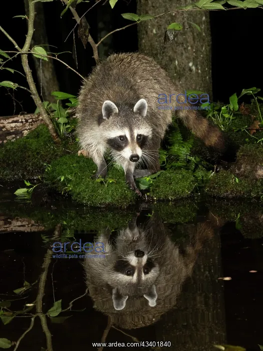 : Raccoon, Pennsylvania, USA : Raccoon, Pennsylvania, USA