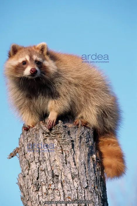 : Raccoon - on Pine Tree stump : Raccoon - on Pine Tree stump