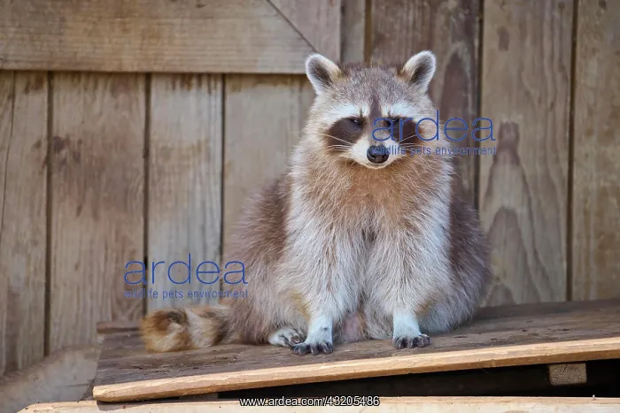 : Raccoon (Procyon lotor) : Raccoon (Procyon lotor)