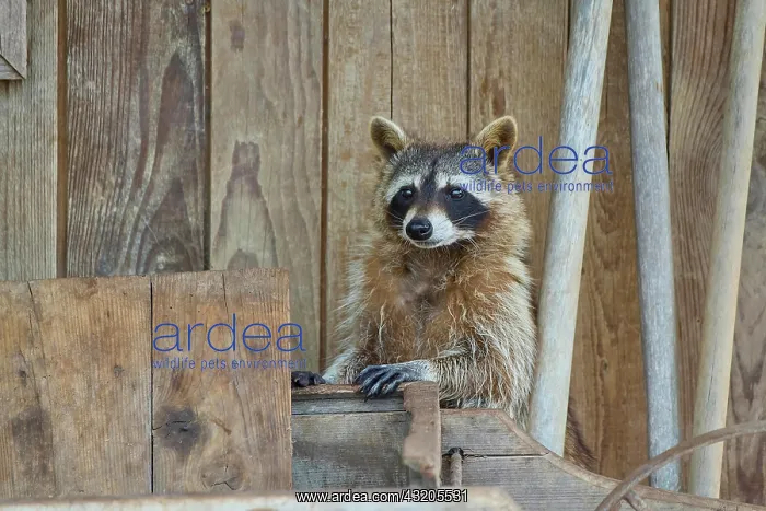 : Raccoon (Procyon lotor) : Raccoon (Procyon lotor)