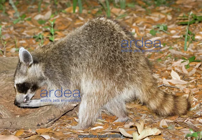 : Raccoon (Procyon lotor) adult eating grubs : Raccoon (Procyon lotor) adult eating grubs