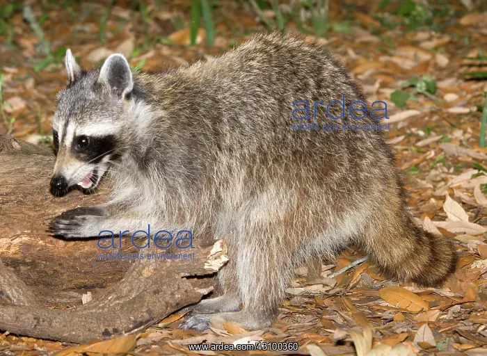 : Raccoon (Procyon lotor) adult eating grubs : Raccoon (Procyon lotor) adult eating grubs