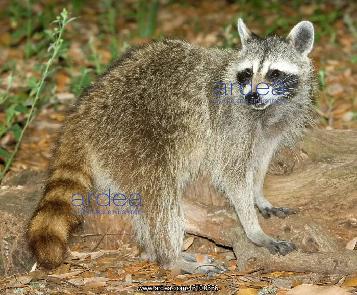 : Raccoon (Procyon lotor) adult foraging : Raccoon (Procyon lotor) adult foraging