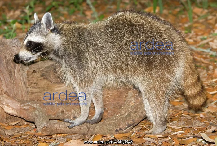 : Raccoon (Procyon lotor) adult foraging : Raccoon (Procyon lotor) adult foraging