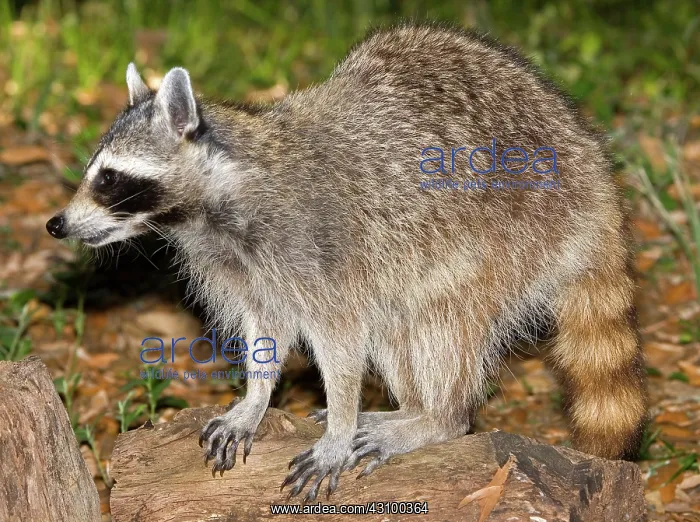 : Raccoon (Procyon lotor) adult foraging : Raccoon (Procyon lotor) adult foraging