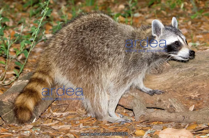  : Raccoon (Procyon lotor) adult foraging