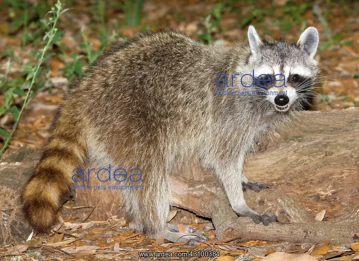 : Raccoon (Procyon lotor) adult foraging : Raccoon (Procyon lotor) adult foraging