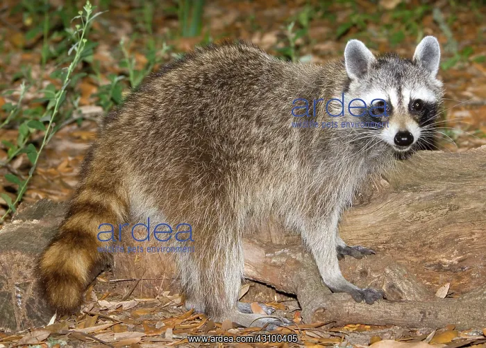  : Raccoon (Procyon lotor) adult foraging