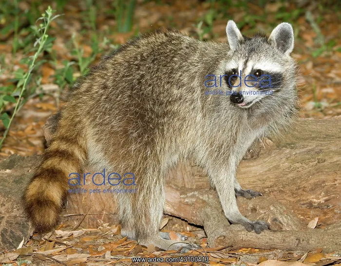 : Raccoon (Procyon lotor) adult foraging : Raccoon (Procyon lotor) adult foraging
