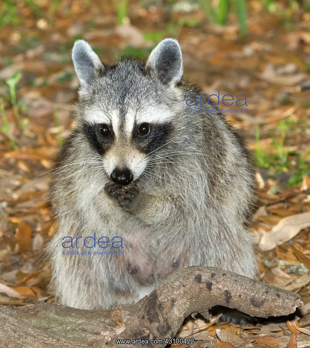 : Raccoon (Procyon lotor) adult foraging : Raccoon (Procyon lotor) adult foraging