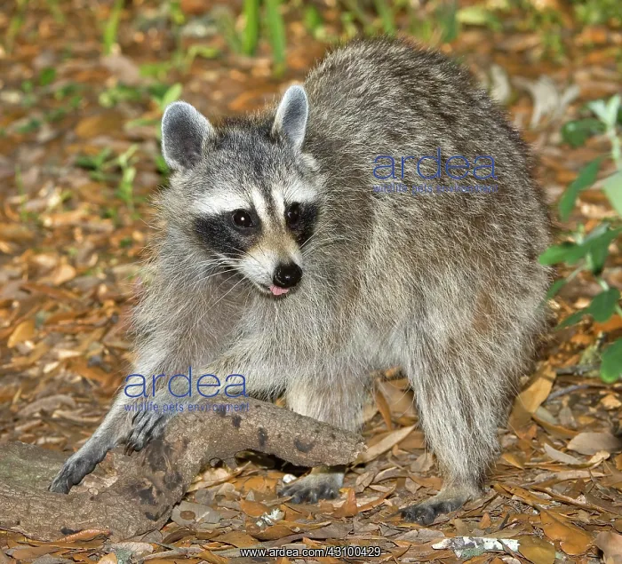 : Raccoon (Procyon lotor) adult foraging : Raccoon (Procyon lotor) adult foraging